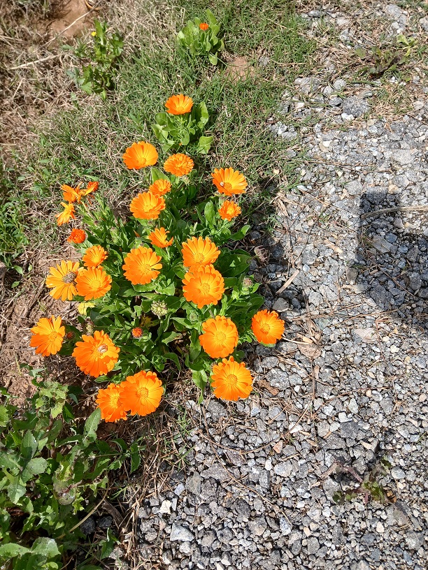 No s'ha trobat l'arxiu